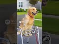 🚗🐕 Dog Rides a Moving Chair Behind a Mercedes?! | Real CCTV Footage