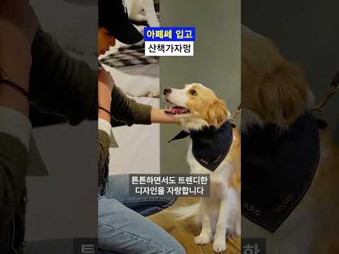 아페쎄 강아지 컬렉션 출시 #story #items #snob_mag