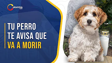 ¿Cómo actúan los perros cuando sienten que alguien se está muriendo?