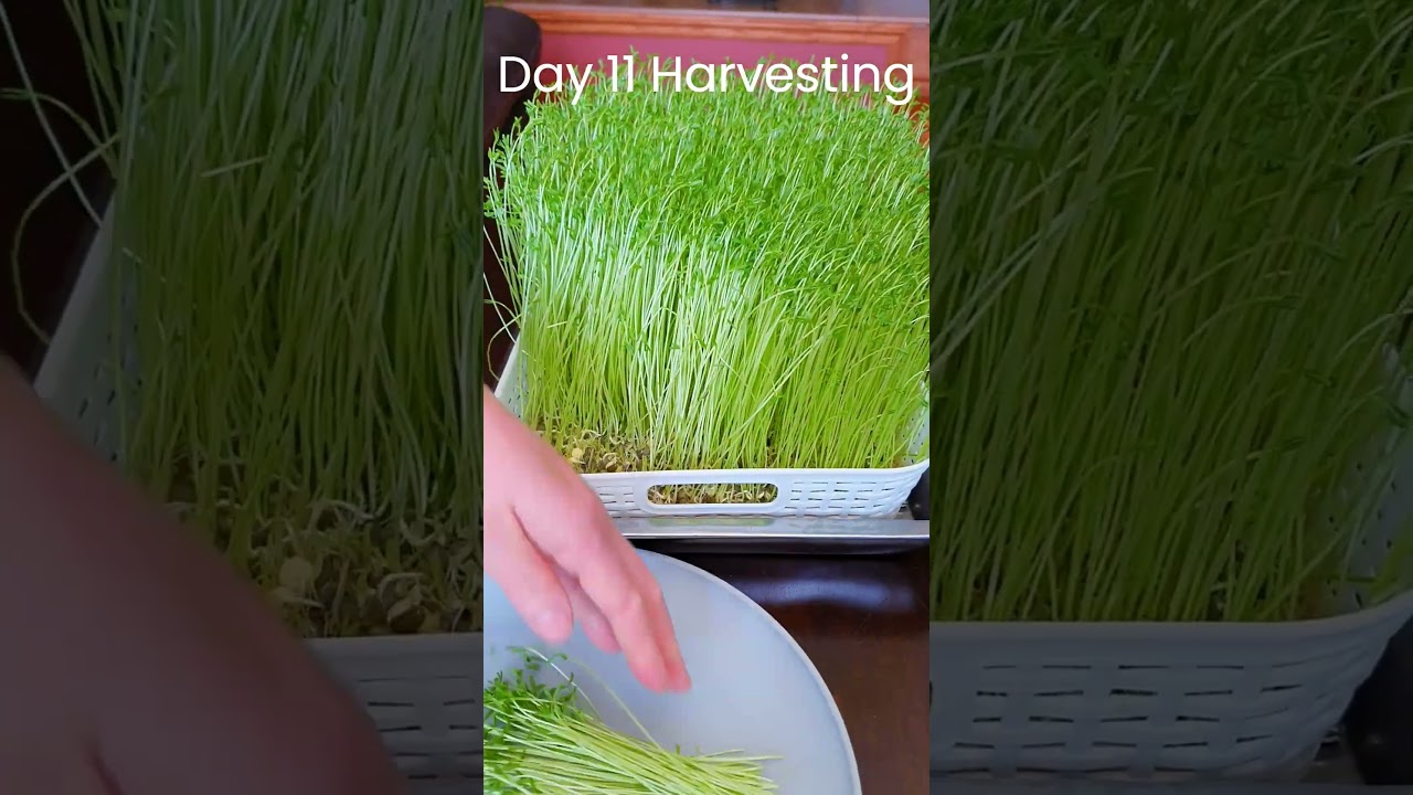 DIY Grow French Green Lentil Sprouts 