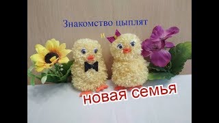 Пасхальные цыплята из помпонов своими руками!!!