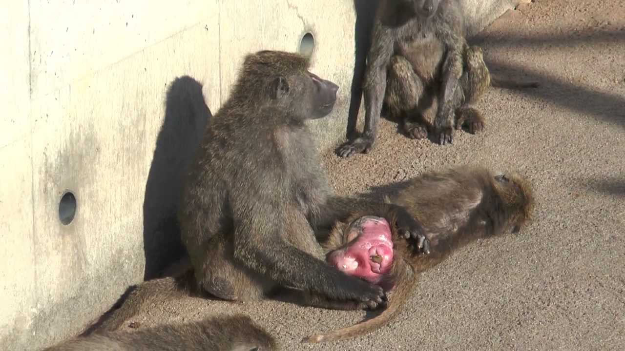 ヒヒの城 アヌビスヒヒ 日本モンキーセンター 13 05 01 Youtube