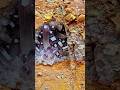 purple gemstones discovery in mining #diamond #gemstones #mining #crystals #gold #jade #agate
