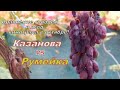 Сорта винограда Казанова и Румейка в октябре через пару месяцев после созревания на кустах?!