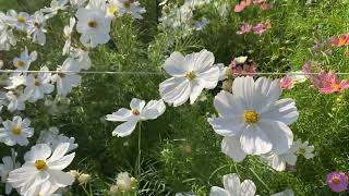 コスモス（秋桜）が見頃（2023年10月18日） - YouTube