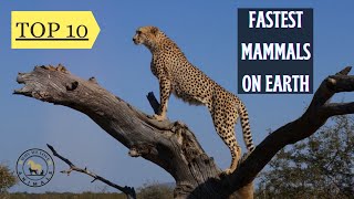 Speed Kings - Top 10 Fastest Mammals on Earth #animals #nature #wildlife
