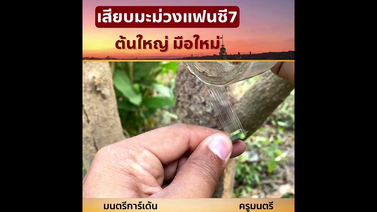 เสียบมะม่วงแฟนซีต้นใหญ่