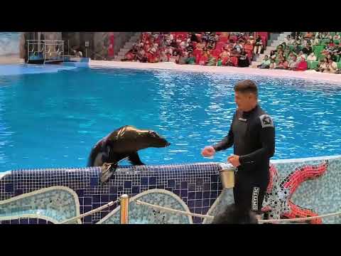 Dubai dolphinarium seal show