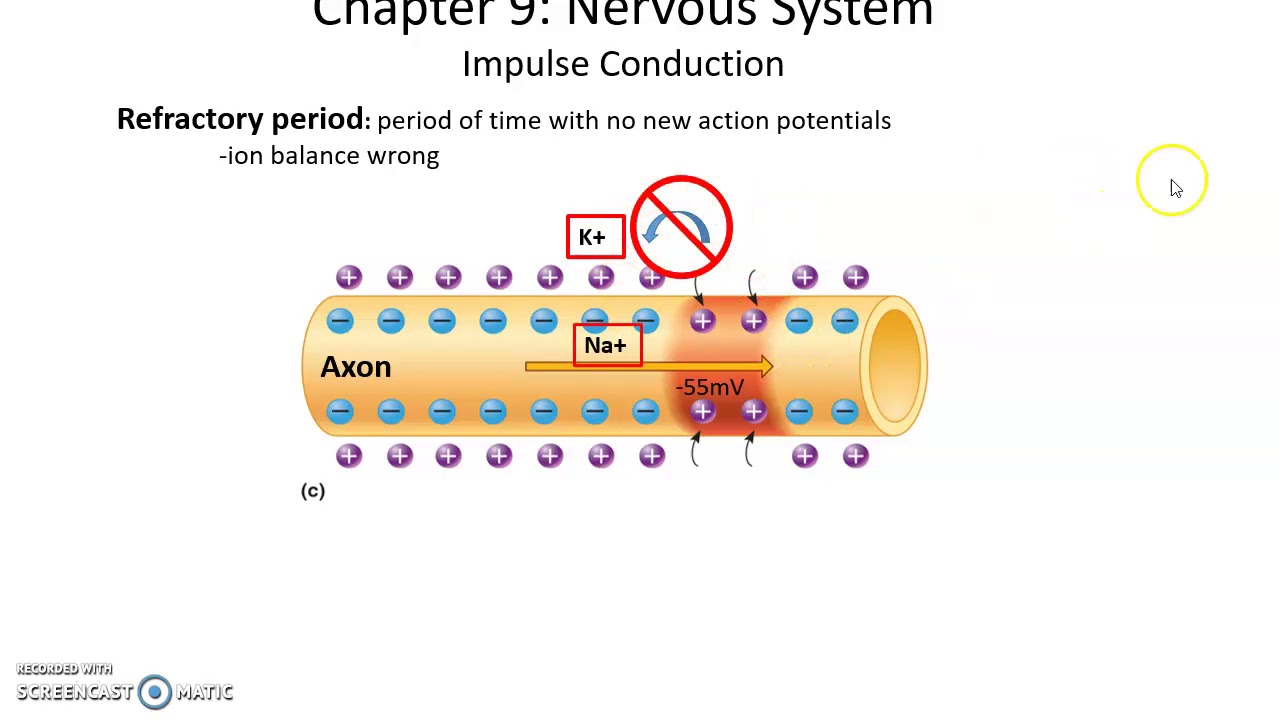 Chapter 9 Topics: Resting Potential, Threshold and Action Potential
