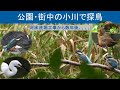 公園・街中の小川で探鳥 - カワセミ兄弟が練習中！