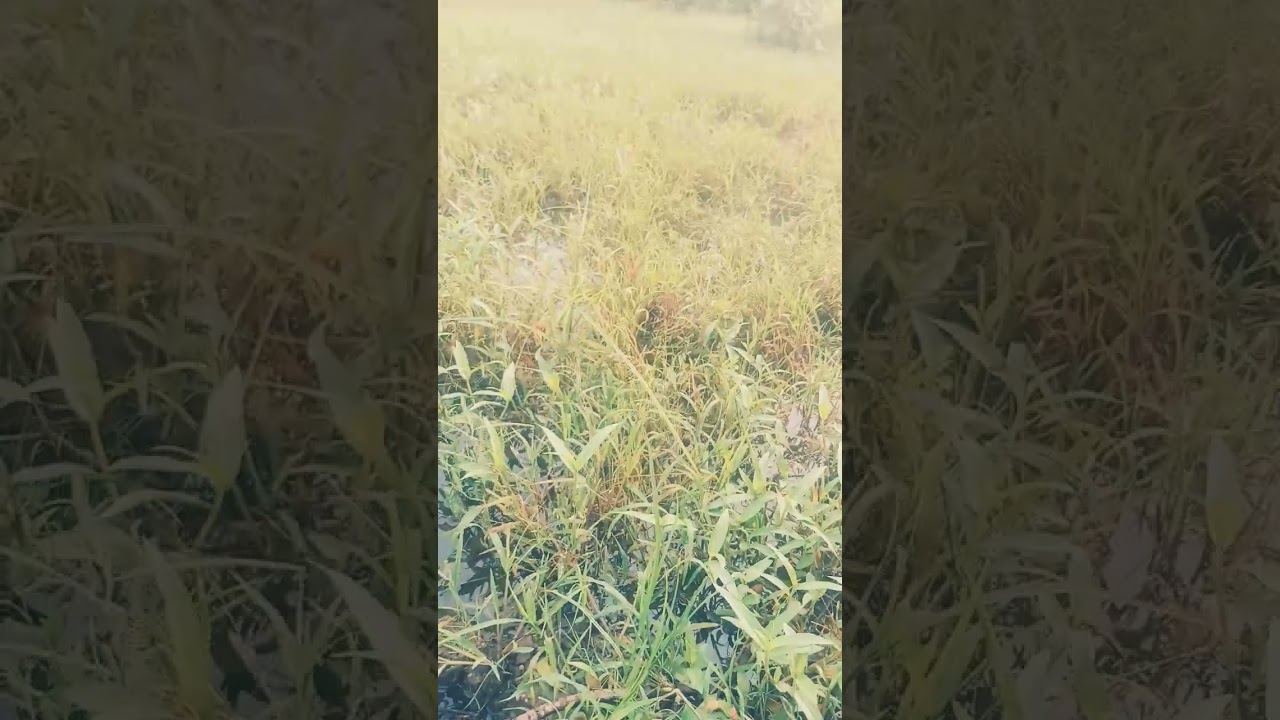 the beauty of nature