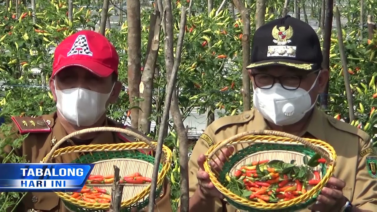 Bupati Anang Panen Cabai Tiung Tanjung di Desa Uwie