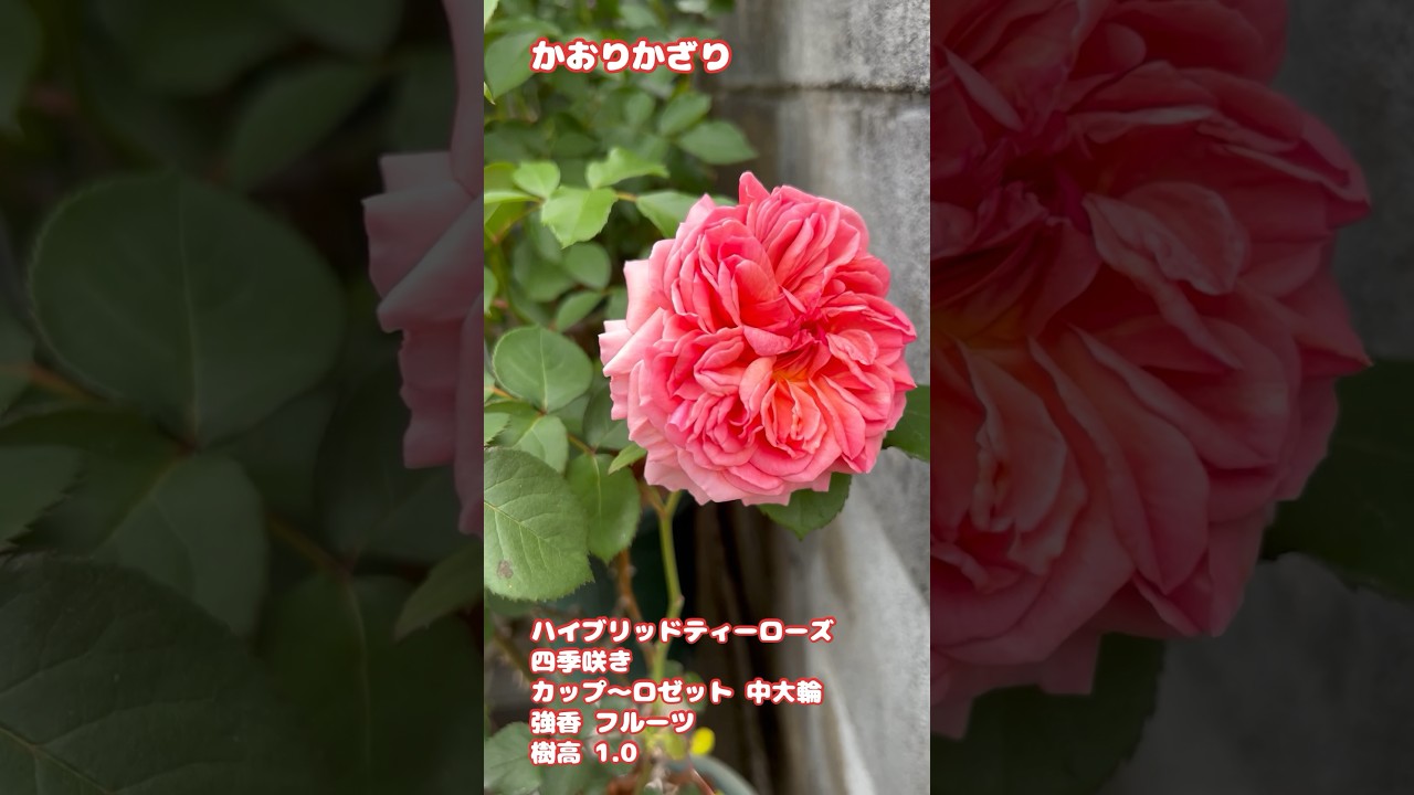 和バラ【かおりかざり】お花も香りも素晴らしい品種です🌹 #たー薔薇
