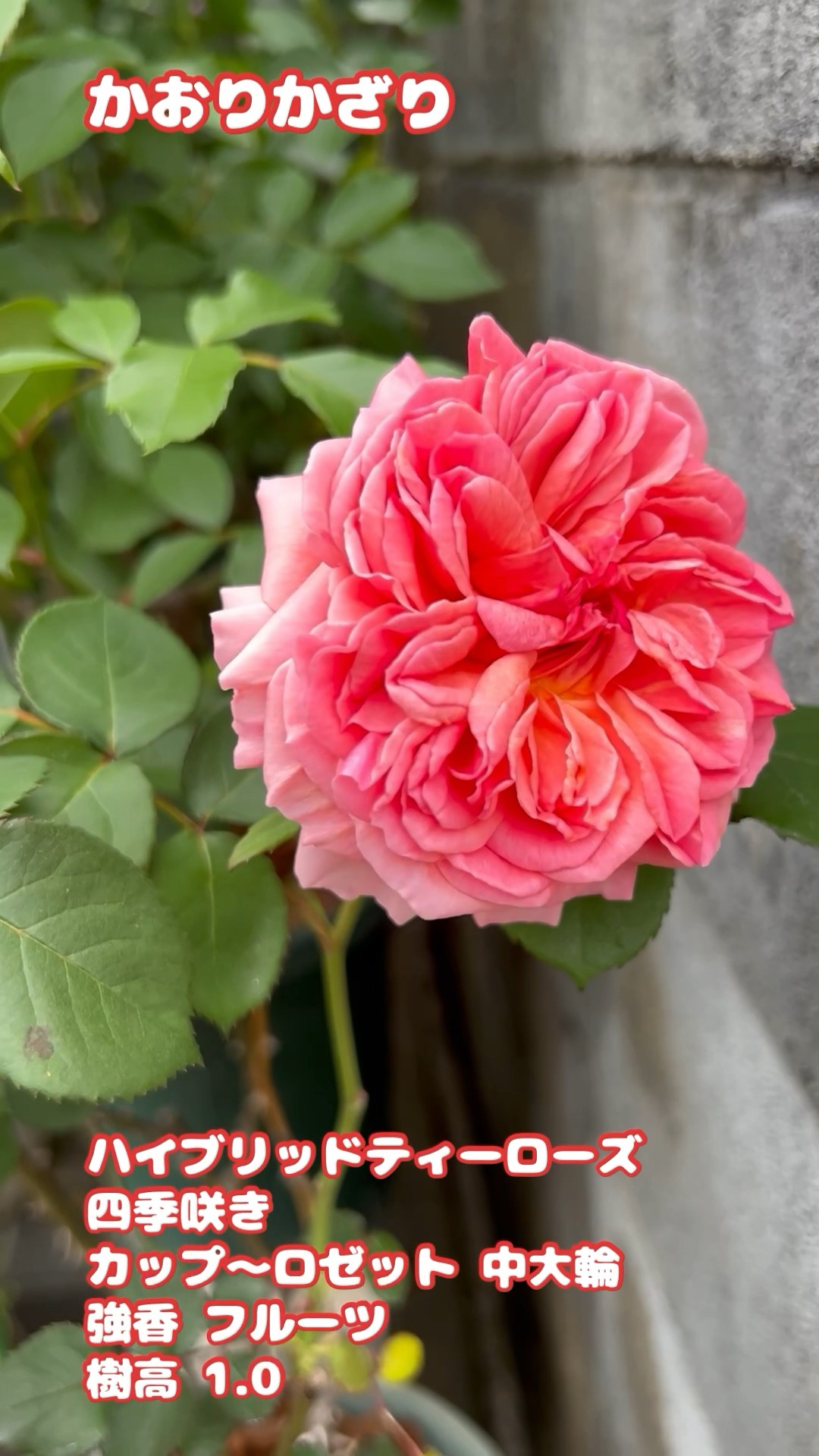 和バラ【かおりかざり】お花も香りも素晴らしい品種です🌹 #たー薔薇