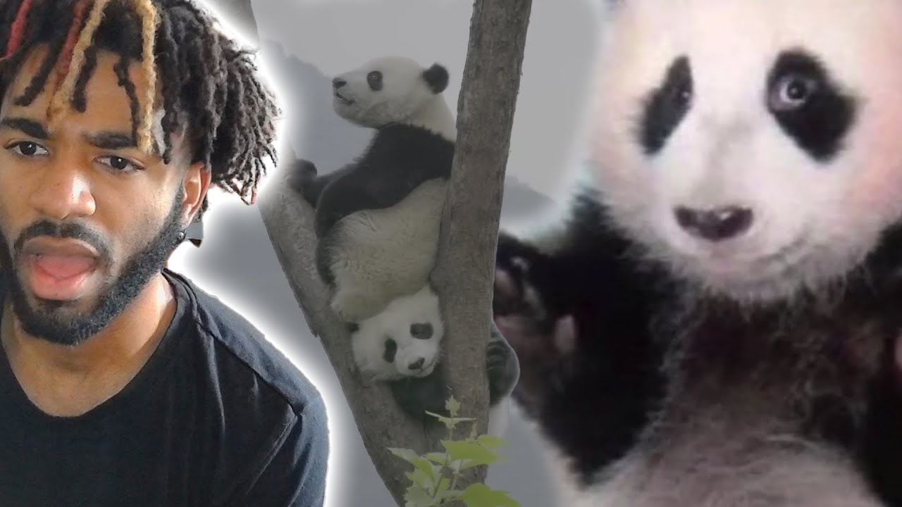 Will Pandas Delete Themselves Casual Geographic Should We Let will-pandas-delete-themselves-casual-geographic-should-we-let