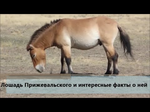 Лошадь Пржевальского и интересные факты о ней