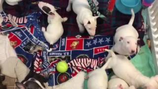 7-Week Old Miniature Bull Terriers