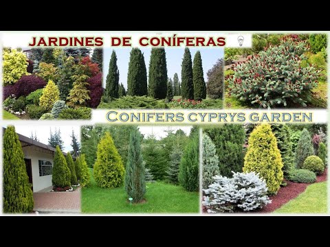 Video: Cultivo de un jardín de coníferas: consejos para el paisajismo con coníferas