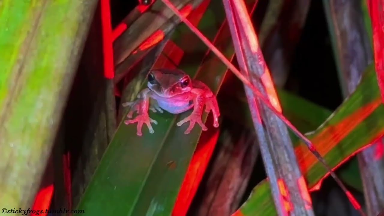 A Magnificent Southern Brown Tree Frog Friend at the Frog Census at Yarran Dheran Nature Reserve!