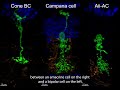Researchers discover new type of nerve cell in the retina
