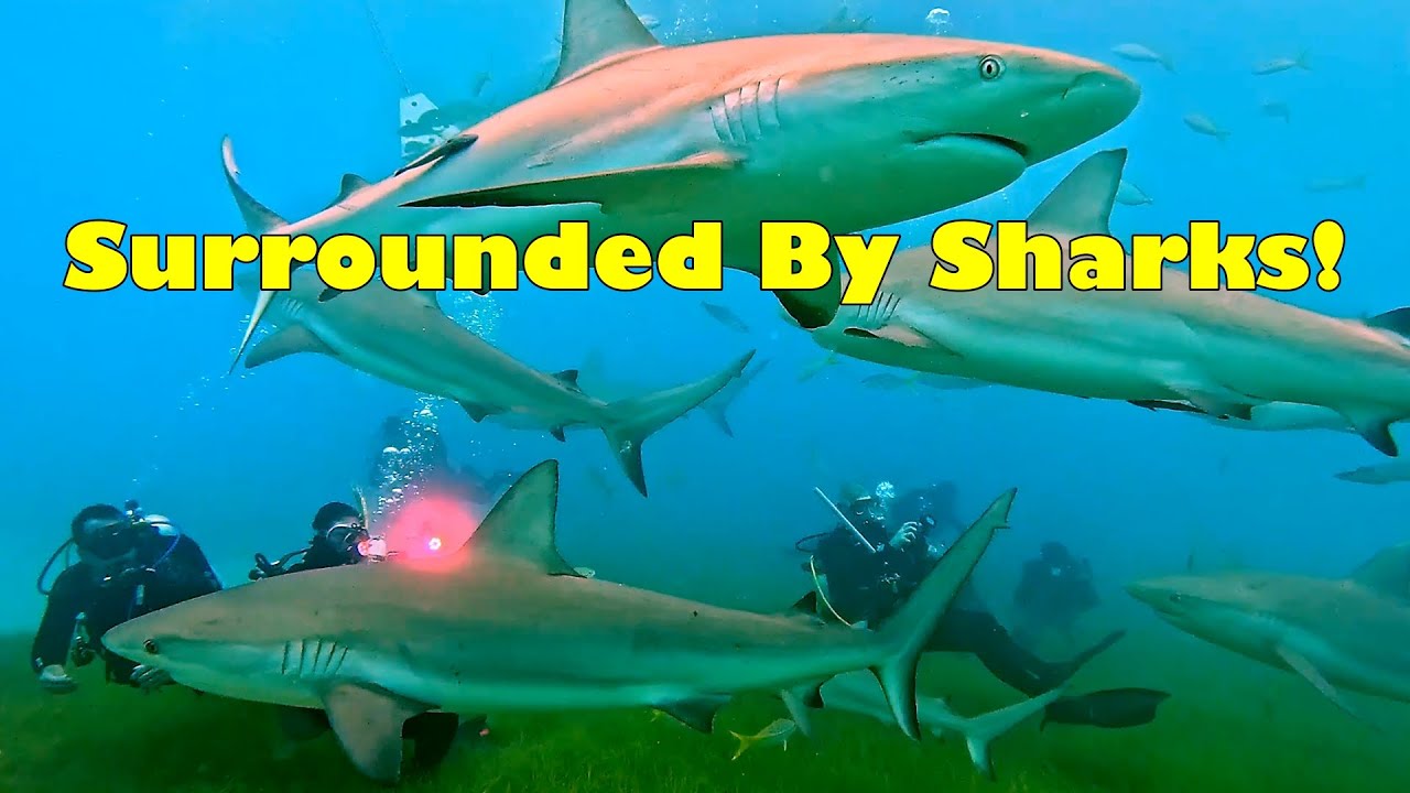 Surrounded By Sharks at Sharks Paradise, Tiger Beach Bahamas Aggressor