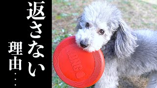 🐶愛犬がフリスビーを返さない本当の理由に一同涙が止まらない。（笑）【トイプードルのグリィ】【犬】【dog】【toy poodle】