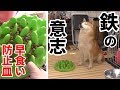 柴犬小春　【断固拒否】早食い防止皿に鉄の意志で立ち向かう柴犬