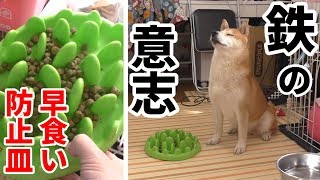 柴犬小春　【断固拒否】早食い防止皿に鉄の意志で立ち向かう柴犬