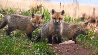 2015 Sjnc Members Night - A Review Of 300