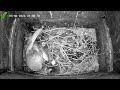 Barn Owl Nest Box - Live Stream - Overnight - 3rd June
