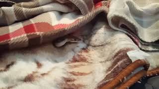 Sirius the ball python scoping out the room