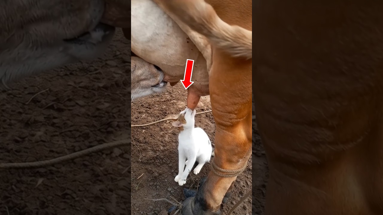 Why is the cow so 💀😵‍💫 