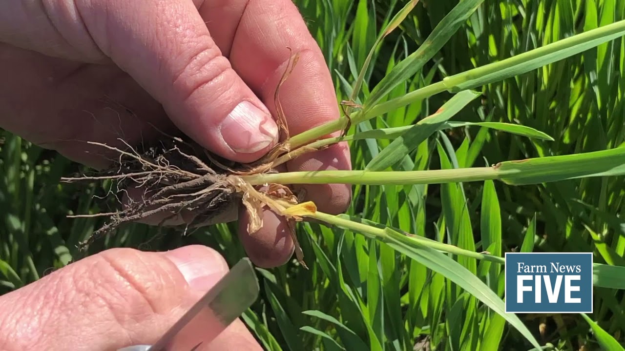 Scout for wheat frost damage