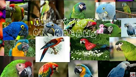 Macaw19 species must watch macaw lovers |all types of macaws in the world lovely pets & fishes