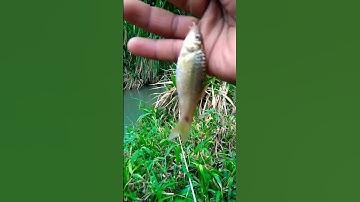 Ikan wader babon#shorts #mancing #mancingmania
