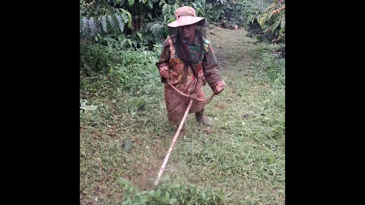 cắt cỏ bằng cước máy nhật bãi nòng 36ly