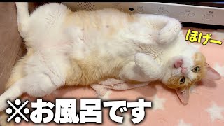 猫としての野生を全て捨て去ってしまった猫。