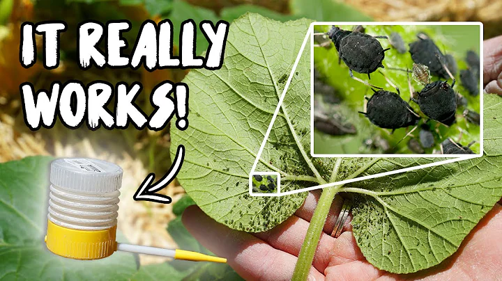 Using DIATOMACEOUS EARTH to KILL APHIDS, ANTS, CUCUMBER BEETLES and SQUASH BUGS!