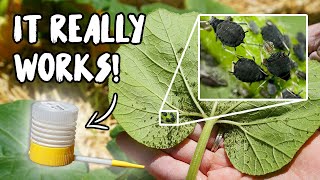 Using DIATOMACEOUS EARTH to KILL APHIDS, ANTS, CUCUMBER BEETLES and SQUASH BUGS!
