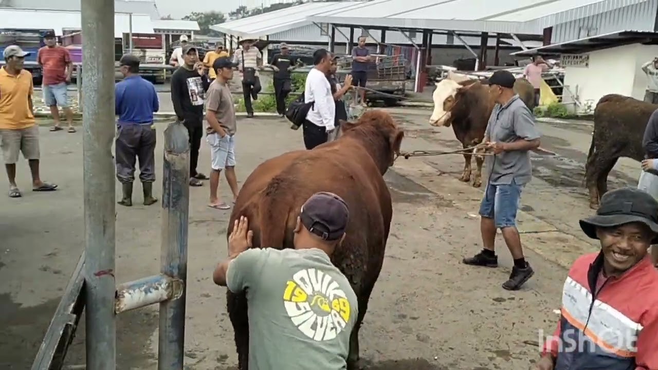 Harga sapi lemon pedaging  pasar sapi jelok boyolali