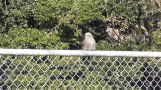 Brown-eared bulbul (Hypsipetes amaurotis) in Japan