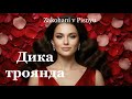 Дика троянда Нова романтична пісня про кохання Українська сучасна пісня Zakohani V Pisnyu