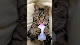 😂😂😂😂😂😂😂😂😂 Non Stop comedy #cat #funny #milk #baby #comedy #cute #comedy #lucu 😭😭