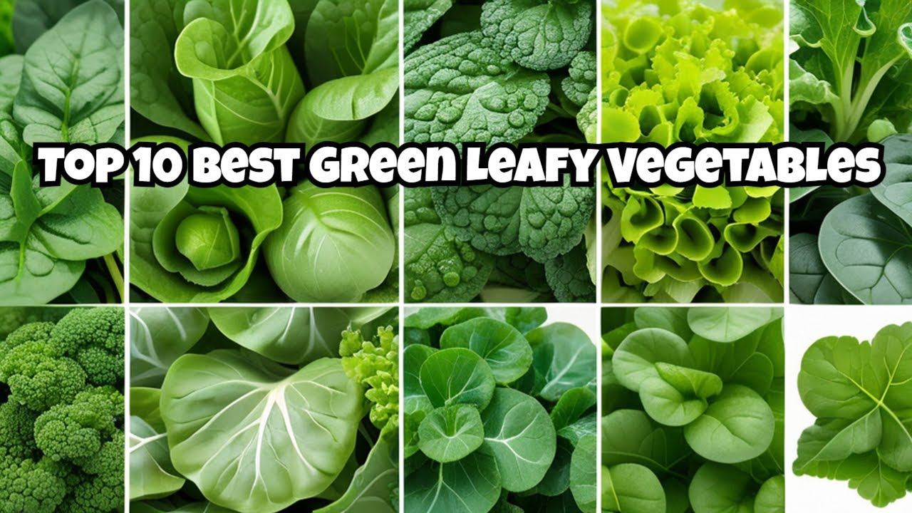 Top 10 Best Green Leafy Vegetables YouTube