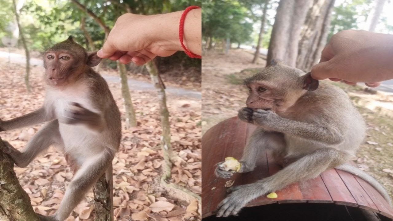 Have fun with cute little monkeys - YouTube