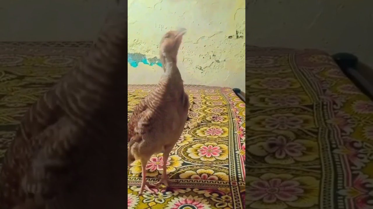Khattak birds| Teeter ki boli