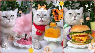 MÈO NẤU ĂN | CAT CAN COOK | DELICIOUS FOOD ON CHINESE TIKTOK | DOUYIN #2
