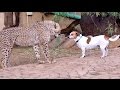 African cheetah cub versus jack russell terrier  cat  dog fight battle of will  cheetah thug life