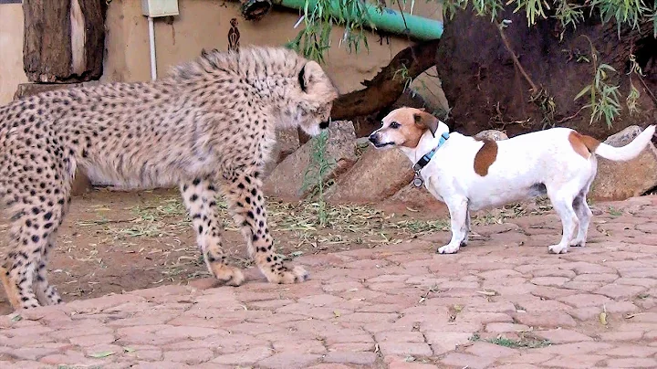 African Cheetah Cub Versus Jack Russell Terrier - ...