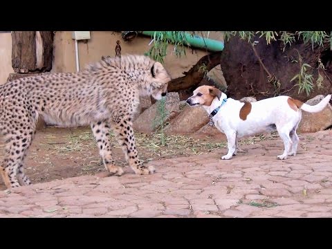 Video: Den Trendy New Kind of Dog Behandle Jack Russells Go Nuts For